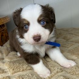 Boy 1 - Red tri Miniature Australian Shepherd puppy in Hokes Bluff, Alabama from Alegria Toy Aussies