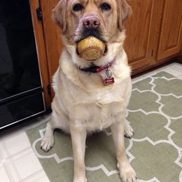 Labrador Retriever Puppies from Showtime Labradors