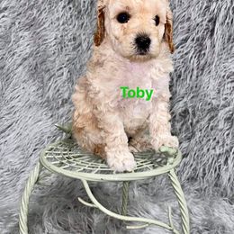 Aussiedoodle and Goldendoodle Puppies from West Coast Doodles