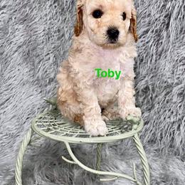 Aussiedoodle and Goldendoodle Puppies from West Coast Doodles