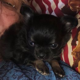 Rose(Boujee) - Black female Chihuahua puppy in Amelia, Virginia from Pannell’s Precious Pups