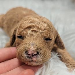 Boy 1 - Apricot male Poodle puppy in Salt Lake City, Utah from Utah Cocker Spaniels