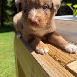 Sheila - Red merle female Australian Shepherd puppy in Columbia, Kentucky from Caywood Aussies