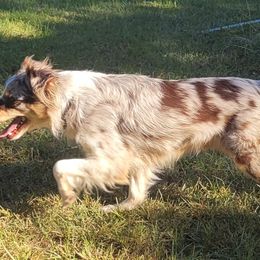 Basilor - Australian Shepherd