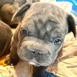 Brookhaven - Blue female French Bulldog puppy in Deer Park, Texas from Lots of Ropes French Bulldogs