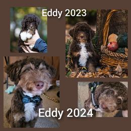 Aussiedoodle All Grown Up from Leafy Acre Mini Farm