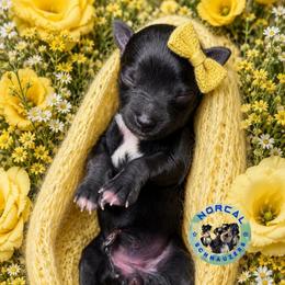 Mia - Black female Miniature Schnauzer puppy in Magalia, California from NorCal Schnauzers