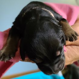 "phantom girl" Bernedoodle Puppies from Sanchez Bernedoodle Puppies