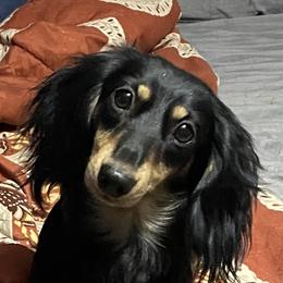 Skittles - Dachshund