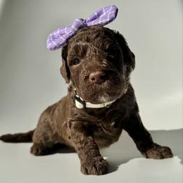 Muffin - Chocolate female Goldendoodle puppy in Pulaski, Tennessee from Doodle My Heart
