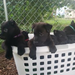 Dutch Shepherd Puppies from Blackcraft K9