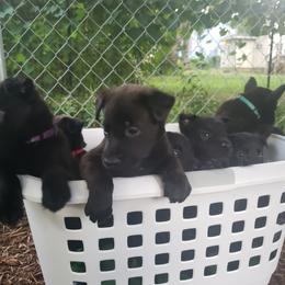 Dutch Shepherd Puppies from Blackcraft K9
