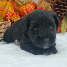 Nova Male 1 - Black male Miniature Schnauzer puppy in Pageland, South Carolina from New Haven Farms