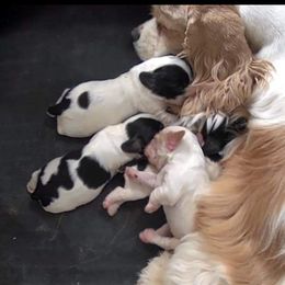 Cocker Spaniel Puppies from Dalin Cockers