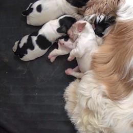 Cocker Spaniel Puppies from Dalin Cockers