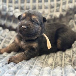 Fortis - Black and red female German Shepherd puppy in Medical Lake, Washington from Nine Realms German Shepherds