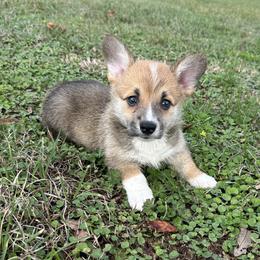 Red and white boy 2 - Red male Pembroke Welsh Corgi puppy in Ocala, Florida from Rivermont Farm