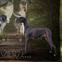 Great Danes from Frazier Danes LLC