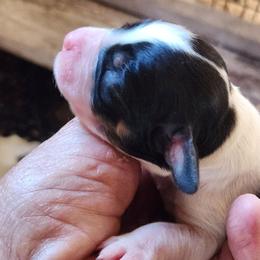 Suzie - Black white and tan female English Springer Spaniel puppy in Craig, Nebraska from Fur & Feathers Kennel