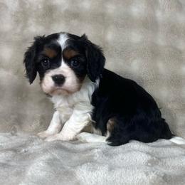 Dodger - Tri-color male Cavalier King Charles Spaniel puppy in Bedias, Texas from JSK Aussie and Cavaliers
