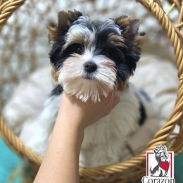 Biewer Terrier and Yorkshire Terrier Puppies from Corazon de gigante