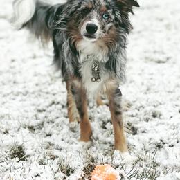 Toy Australian Shepherd Puppies from Kickapoo Creek Toy Aussies