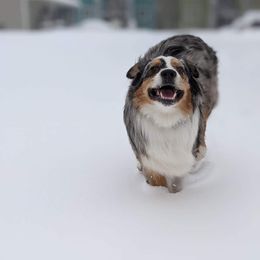 Australian Shepherd Puppies from Middle Fork Australian Shepherds