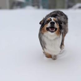 Australian Shepherd Puppies from Middle Fork Australian Shepherds