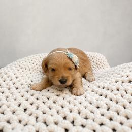 Honey - Apricot female Maltipoo puppy in St. George, Utah from Winchester Hills Poodles and Doodles