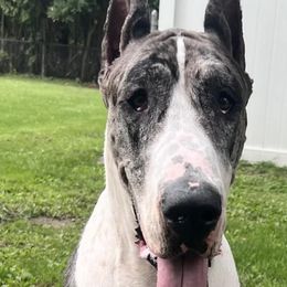 Great Danes and Mastiffs from Sherwood Mastiffs