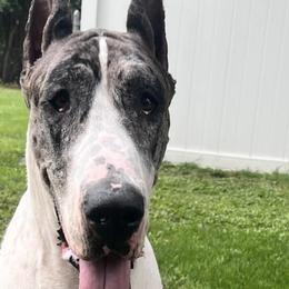 Great Danes and Mastiffs from Sherwood Mastiffs