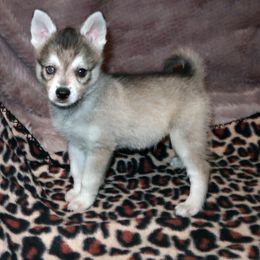 Alaskan Klee Kai and Rat Terrier Puppies from Gems Rat Terriers