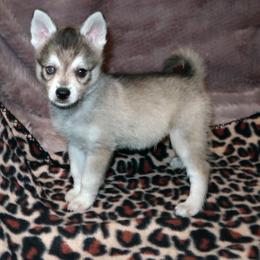 Alaskan Klee Kai and Rat Terrier Puppies from Gems Rat Terriers