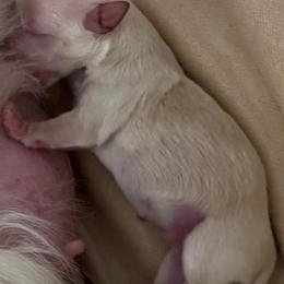 TBD - Cream and white male Chihuahua puppy in Davenport, Florida from Clan Cordovathone