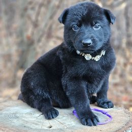 Faye - Black female German Shepherd puppy in Louisburg, North Carolina from Raven Oak's Shepherds & Dachshunds