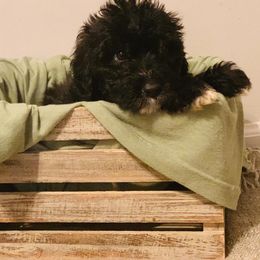 Goldendoodle, Sheepadoodle, and Aussiedoodle Puppies from Selten Poodles and Doodles