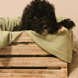 Goldendoodle, Sheepadoodle, and Aussiedoodle Puppies from Selten Poodles and Doodles