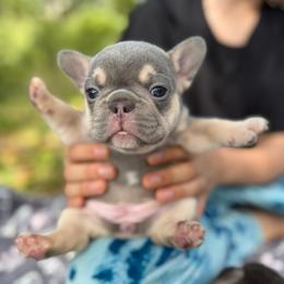 Lilac and Tan Female (Ocean x Tortuga) - Tricolors female French Bulldog puppy in Gulf Breeze, Florida from SW Frenchies