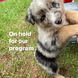 Boy 2 - Miniature American Shepherd puppy in Eclectic, Alabama from Solid Rock Miniature American Shepherds