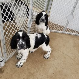 English Springer Spaniel Puppies from Saxonburg Springers ll