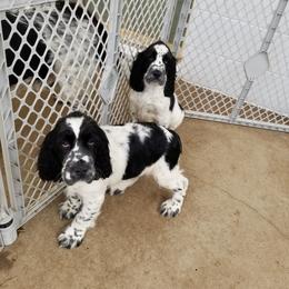 English Springer Spaniel Puppies from Saxonburg Springers ll