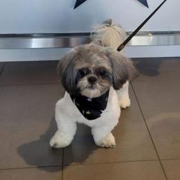 Shih Tzu Puppies from Grandma Ts Precious Puppies