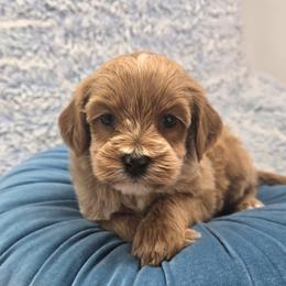 Rory - 1 lbs 15 oz - Red  female Goldendoodle puppy in Floyd, Virginia from Hearts and Paws Poodles and Doodles