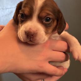 Girl 2 - Red black and white female Beagle puppy in Carthage, Missouri from Rocking H Dogs