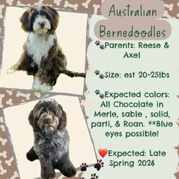 Bernedoodle puppies from Harper Haven Cavapoos & Doodles