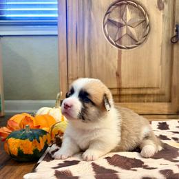 Girl 1 - Red female Pembroke Welsh Corgi puppy in Johnson City, Texas from McCall Creek Corgis