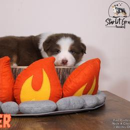Australian Shepherd Puppies from Starlit Grove Australian Shepherds