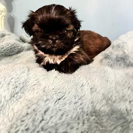 Reese's - Brindle and white male Shih Tzu puppy in Hawthorne, Florida from Simply Southern Shihtzus