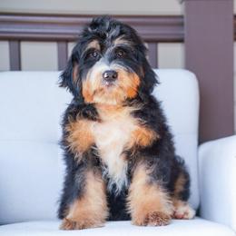 Slinky (socialization program grad) - Tri-color male Bernedoodle puppy in Dundee, Ohio from Down Home Doodle