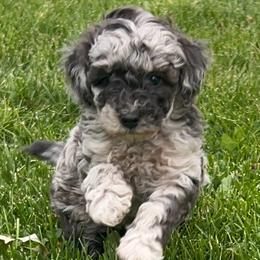 Ivy - Parti female Poodle puppy in Manassa, Colorado from Cami’s Colorado Cuties
